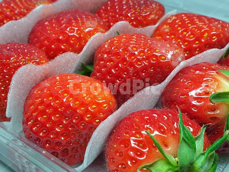 딸기,과일,strawberry,스트로우베리,스트로베리,fruit,프룻,후루츠,후르츠,상품,투명케이스,플라스틱케이스,식품,식자재,식재료,사물,오브젝트,object
