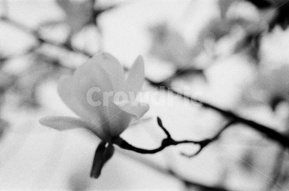 흑백,목련,봄,자연,꽃,필름사진,봄,계절,spring,season,식물,자연,plants,nature,꽃,flower,흑백,모노톤,monochrome,black and white,blossom,petal,꽃잎,plant