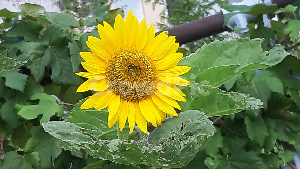 plant,식물,flower,blossom,꽃,sunflower