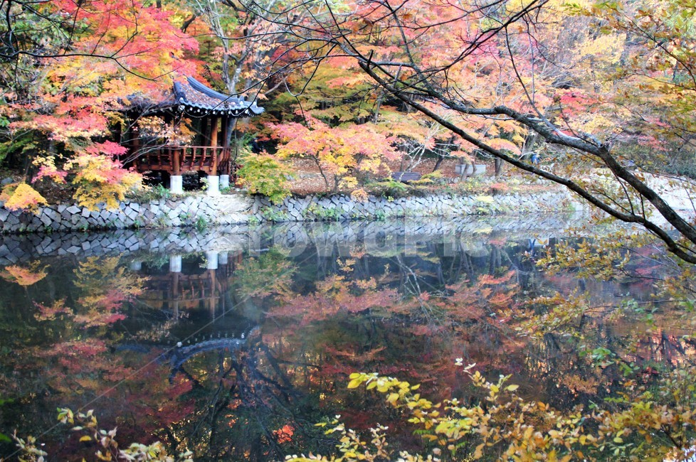 가을,단풍,나무,자연,식물,안개,저수지,감성,autumn,nature,season,emotion,풍경,자연풍경,산속,trees,정자,가을,계절,fall,autumn,season,자연,풍경,nature,landscape,plant,water,물,outdoors,옥외,tree