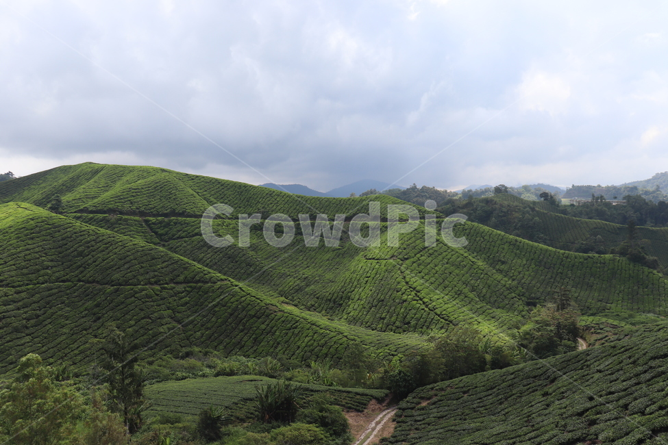 nature,자연,언덕,hill,차밭,차,자연,풍경,nature,landscape,outdoors,옥외