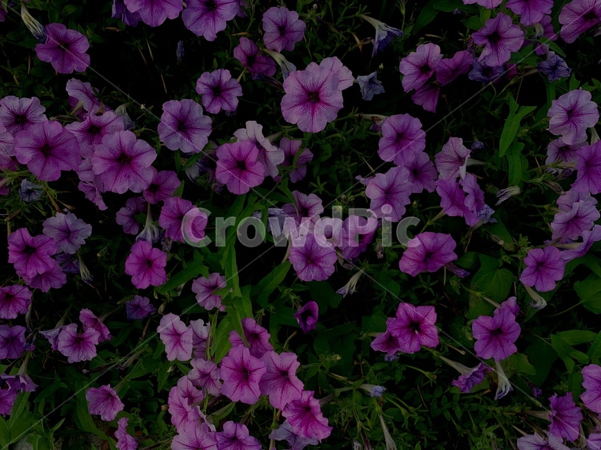 배경,감성,꽃,페튜니아,보라색,flower,식물,plant,petunia,만발,만개,blossom,식물,자연,plants,nature,꽃,flower