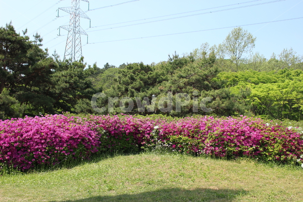 인천대공원,진달래,철쭉,화단,봄,꽃,자연,풍경,nature,landscape