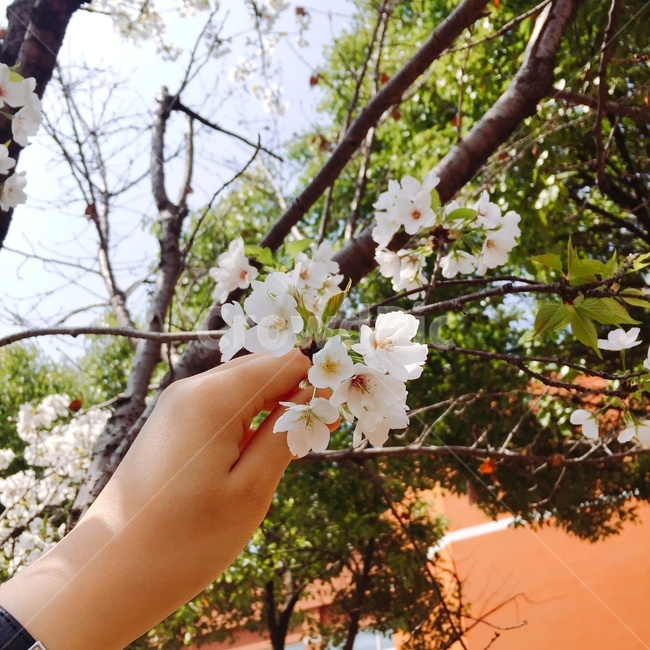 벚꽃,꽃,일본,벚나무,핑크,나무,체리블러썸,장미과,흰색,연한홍색,봄