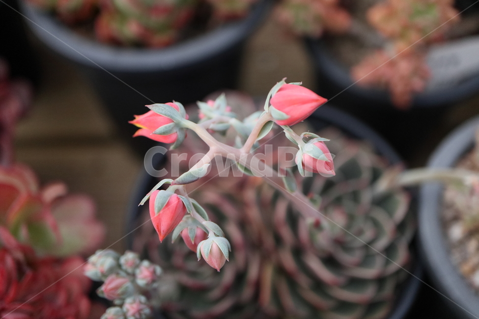 plant,식물,blossom,flower,꽃,블루미니마,미니마,다육,blueminima,echeveria,crassulaceae,돌나물과,로제트,rosette
