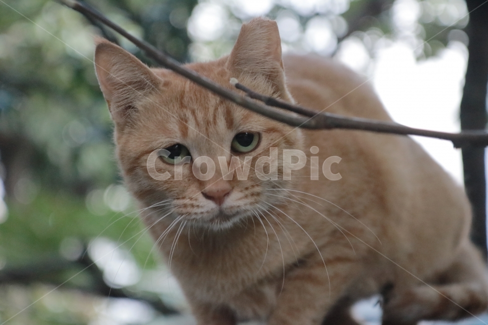 길냥이,길고양이,고양이,야옹이,냥이,동물,animal,포유류,mammal,고양이,cat,kitten,kitty