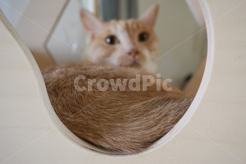 동물,고양이,코리안숏헤어,냐옹이,코숏,동물,animal,포유류,mammal,고양이,cat,kitten,kitty
