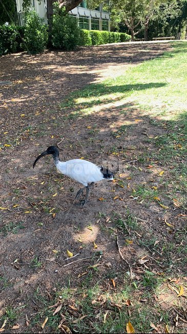 아이비스,호주,새,부리,따오기,ibis