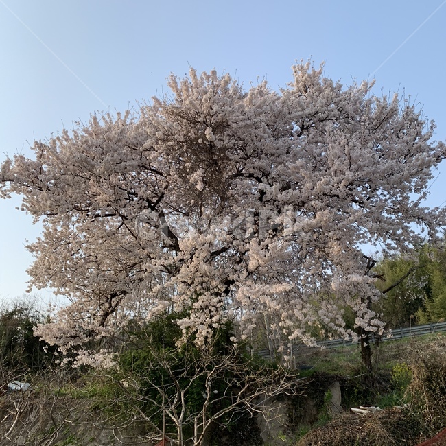 봄,벚꽃,풍경,나무,만개,봄,계절,spring,season,자연,풍경,nature,landscape,plant,식물