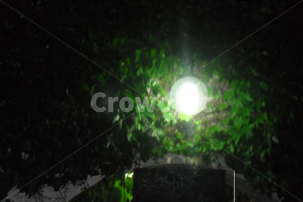 등,lamp,light,전구,어둠,빛,가로수,밤,가게,야경,밤,풍경,nightscape,night,landscape