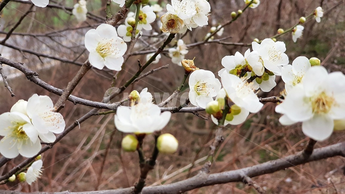 매화,꽃,봄,자연,식물,nature,landscape,spring,season,봄,계절,spring,season,식물,자연,plants,nature,꽃,flower,plant