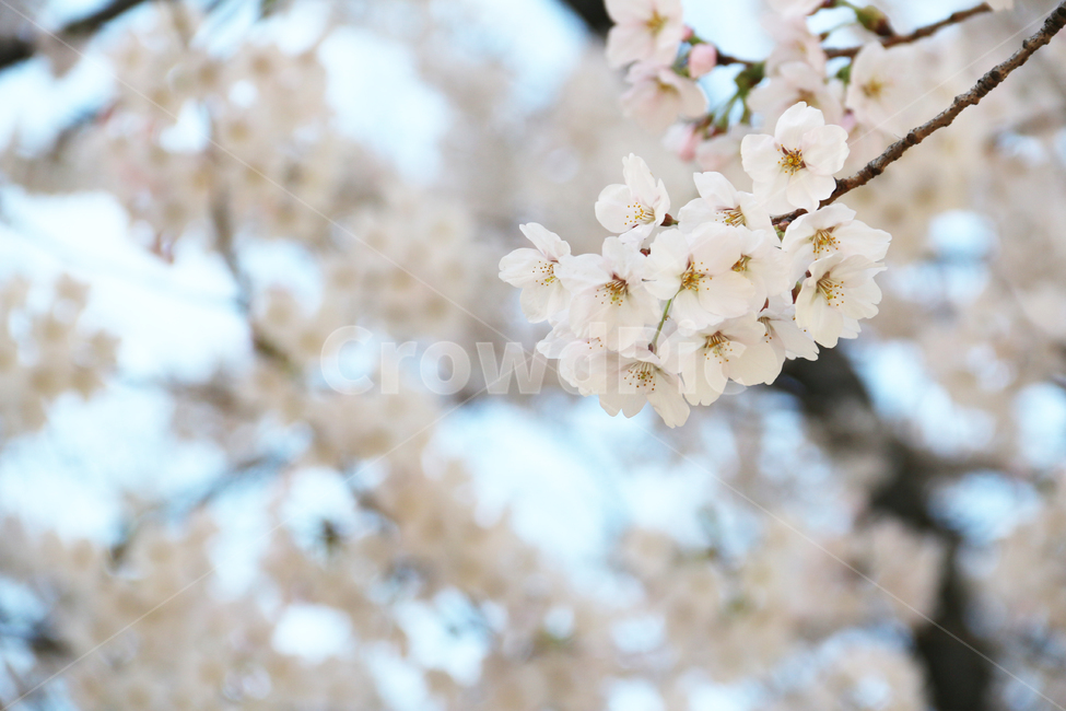 사쿠라,cherryblossom,봄,꽃,봄꽃,벚꽃,자연,봄,계절,spring,season,식물,자연,plants,nature,꽃,flower,plant