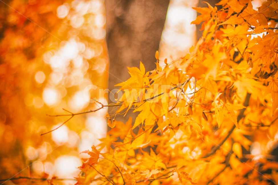 가을,나무,단풍,계절,자연,풍경,단풍나무,낙옆,단풍잎,fall,autumn,seasons,maple,nature,landscape,tree,가을,계절,fall,autumn,season,식물,자연,plants,nature,색깔,색상,색채,색감,color sense,color sensitivity,feeling of color,plant,leaf,잎