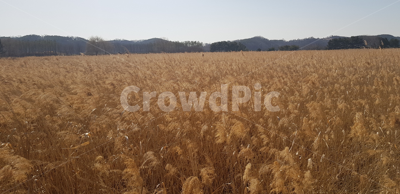 갈대,호수,갈대밭,바람,겨울,가을,계절,fall,autumn,season,자연,풍경,nature,landscape,plant,식물,food,음식,vegetable,야채,grain,곡물,grass,잔디