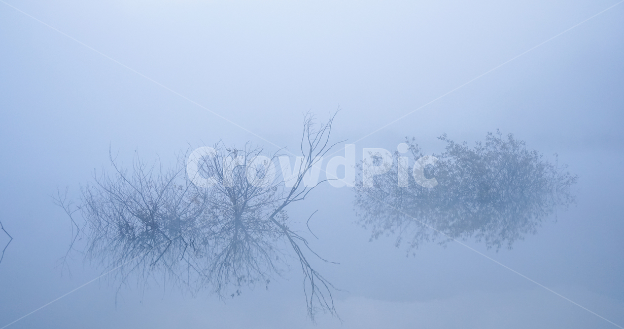 호수,안개,저수지,나무,물안개,식물,자연,풍경,여명,새벽,자연,풍경,nature,landscape,outdoors,옥외