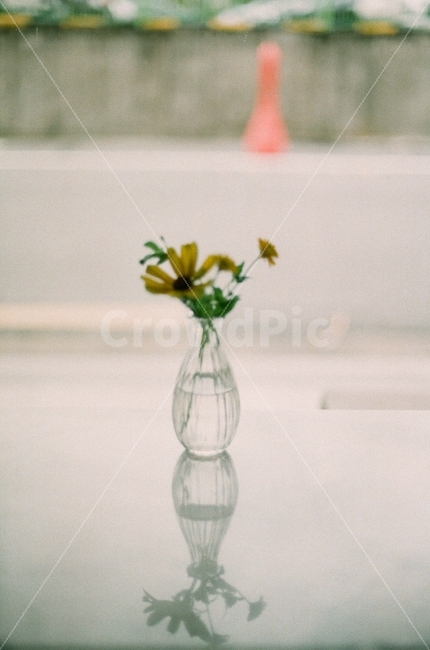 꽃병,화병,테이블,그림자,해바라기,아름다운,여름,감성사진,필름사진,혼자,flowerpot,pot,table,shadow,sunflower,film,beutiful,summer,sensitive,alone,식물,자연,plants,nature,꽃,flower,감성,sensible,feeling
