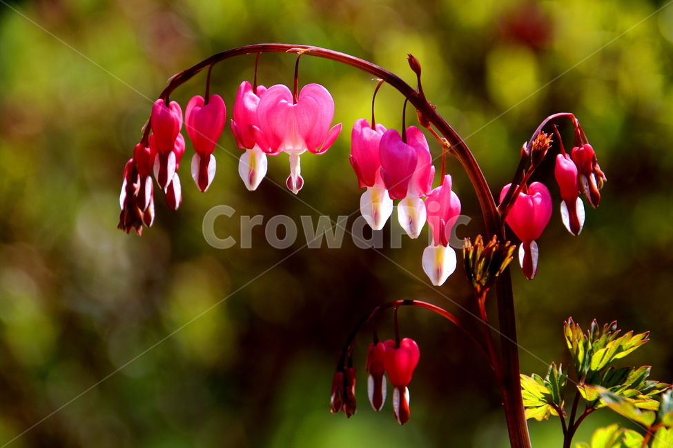 식물,plant,봄,계절,꽃,식물,자연,plants,nature,꽃,flower
