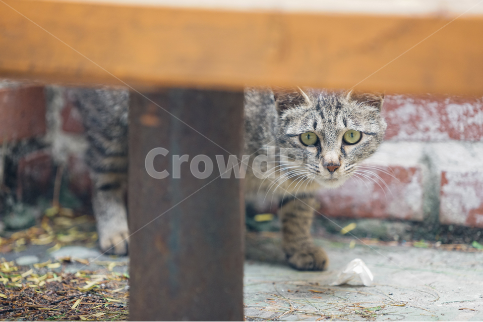 고양이,길고양이,벽돌,불쌍한,외로운,경계심,배고픔,동물,포유류,두려운,cat,straycat,birck,poor,pathetic,wariness,hungry,animal,mammal,fearful,afraid,bench,나무,wood,얼룩무늬,brindle,접사,closeup,동물,animal,포유류,mammal,고양이,cat,kitten,kitty