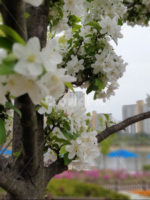 벗꽃,봄벗꽃,왕벗꽃,flower,blossom,식물