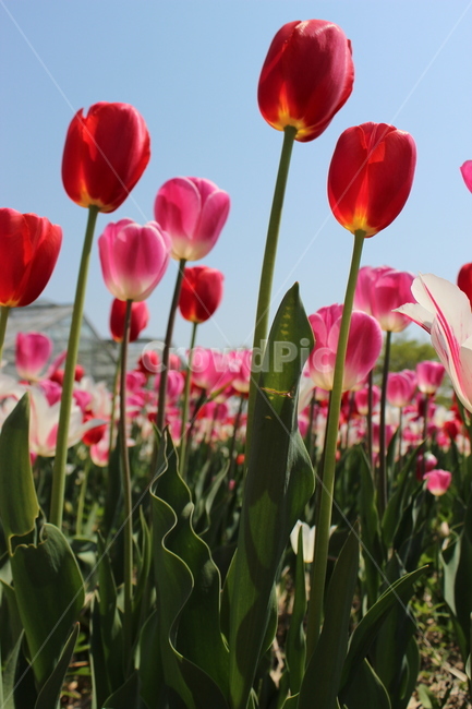 튤립,꽃,정물,화사,접사,봄,계절,spring,season,식물,자연,plants,nature,꽃,flower,plant,blossom