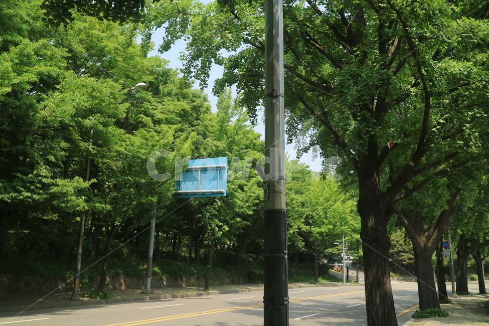 자연,여름,나무,도로,초록색,풍경,백그라운드,backgroung,가로등,tree,landscape,road,감성사진,자연풍경,한국