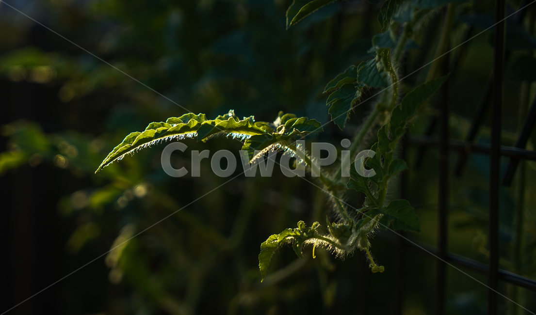 식물,넝쿨,수박,잎,자연,식물,자연,plants,nature