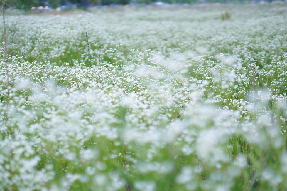꽃,개망초,하양,풍경,초록,식물,식물,자연,plants,nature,꽃,flower