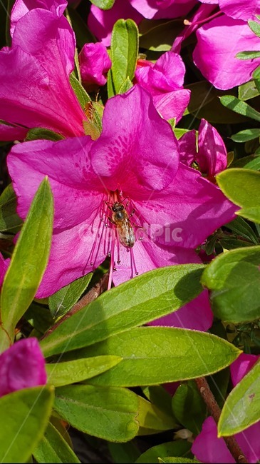 철죽,자연,벌,일,꿀벌,빨강,꽃,봄,집중,봄,계절,spring,season,식물,자연,plants,nature,꽃,flower,동물,animal,plant,blossom