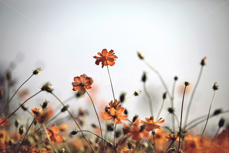코스모스,황화코스모스,mexicanaster,cosmos,꽃,flower,가을,계절,fall,autumn,season,식물,자연,plants,nature,꽃,flower,leaf,잎,plant