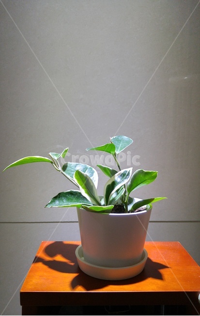 호야,식물,화초,화분,잎,초록,감성,식물,자연,plants,nature,실내용화초,화분,화초,house plant