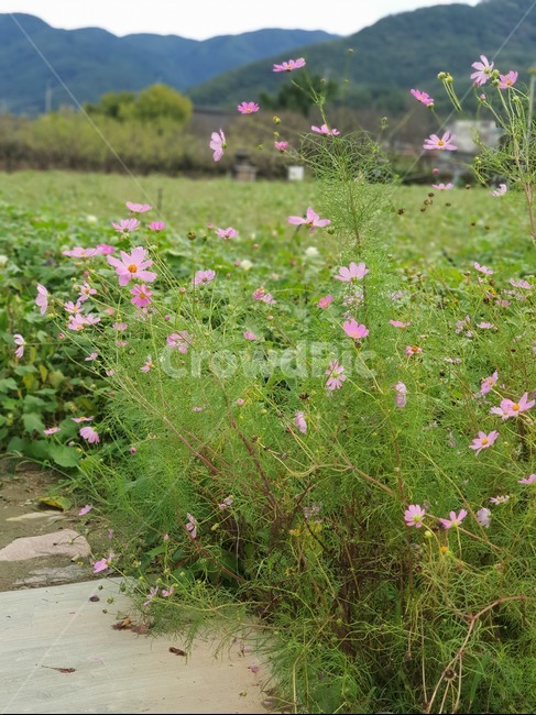 꽃,자연,봄,nature,풀