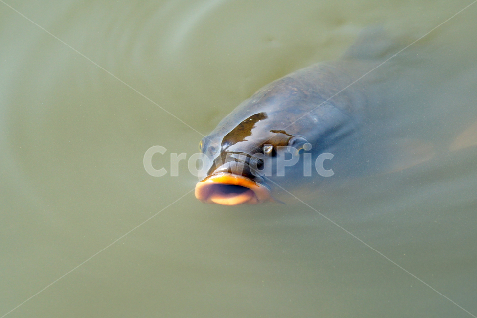 물고기,잉어,붕어,생선,어류,동물,animal,fish,자연,natue,풍경,landscape,호수,3월,봄,계절,spring,lake,동물,animal,어류,물고기,fish