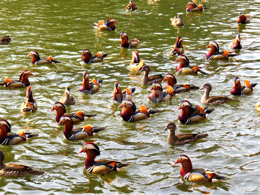새,동물,호수,원앙,풍경,동물,animal,조류,새,birds