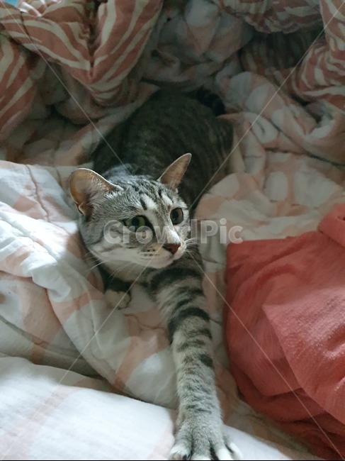 고양이,cat,코숏,코리안숏헤어,반려동물,집냥이