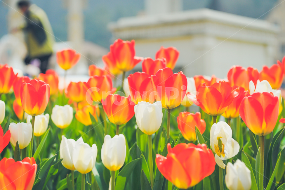 튤립,꽃,빛,봄,놀이동산,에버랜드,RepublicofKorea,식물,자연,plants,nature,꽃,flower,감성,sensible,feeling,색깔,색상,색채,색감,color sense,color sensitivity,feeling of color