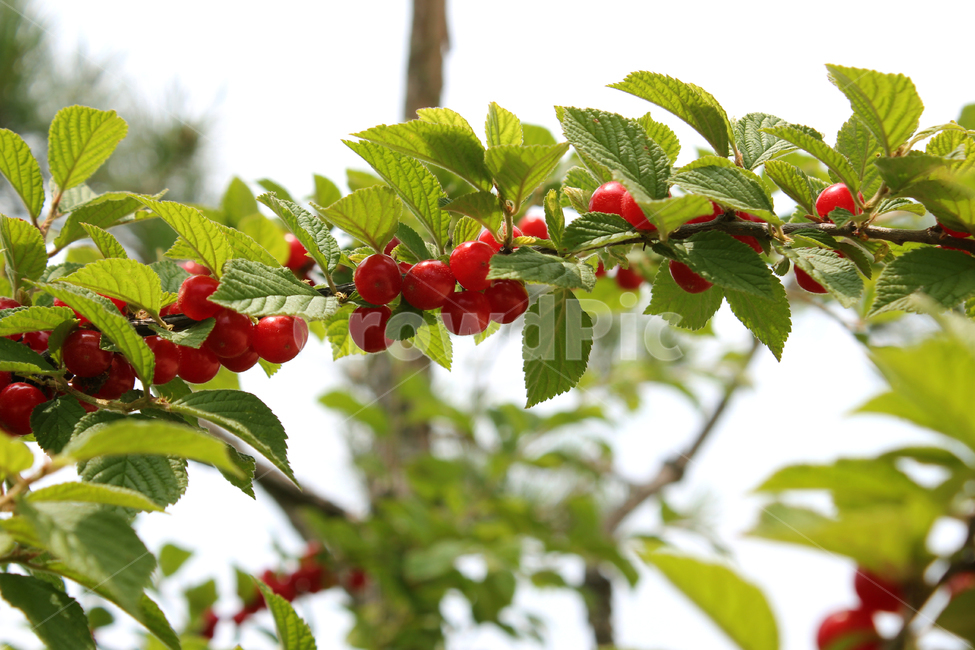 앵두,빨강,열매,과일,잎,앵두나무,berry,branch,cherry,food,fresh,fruit,green,korea,koreacherry,leaf,leaves,natural,plant,red,ripe,tree,vitamin,나뭇가지,신선한,나무,레드,빨간색,한국,자연,식물,자연,plants,nature,과일,열매,fruit