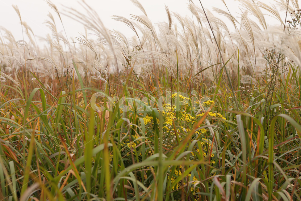 가을,갈대,하늘,바람,꽃잎,가을,계절,fall,autumn,season,grass,잔디,plant,식물,field,들