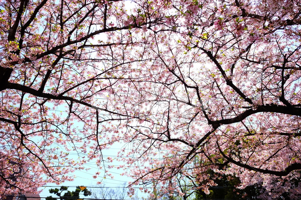 벚꽃,봄,나무,자연,풍경,봄,계절,spring,season,자연,풍경,nature,landscape,식물,plants,나무,trees,wood,plant,flower,꽃,blossom,cherry blossom