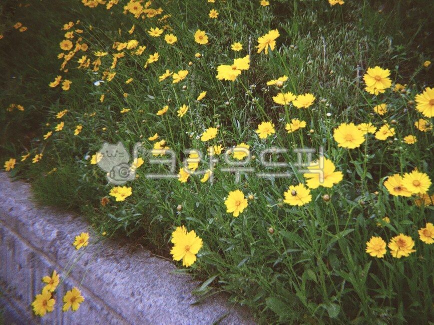 spring,Asteraceae,plant,wild flowers,flower