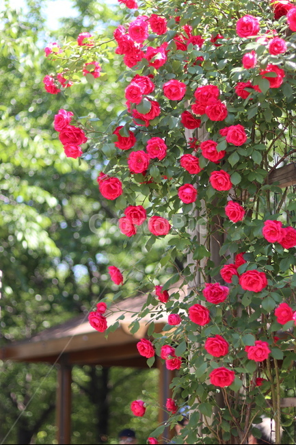 장미,5월,풍경,빨강,꽃,식물,자연,plants,nature,꽃,flower