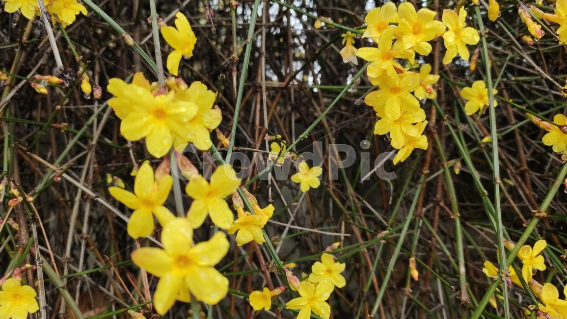 영춘화,중국원산,개나리의꽃,노란꽃,개나리,봄,봄꽃,blossom,plant,식물,flower,꽃