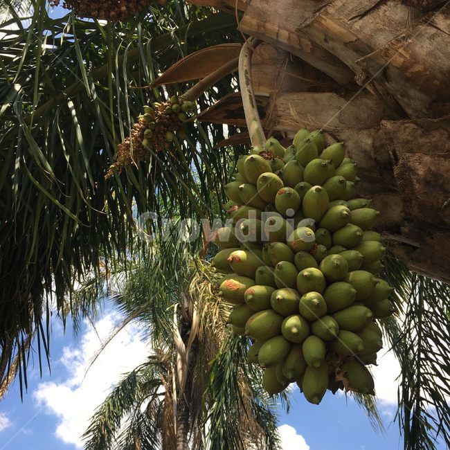 야생,코코넛,열대,식물,열매,과일,자연,coconut,wild,fruit,tropical,plant,latin,nature,과일,열매,fruit