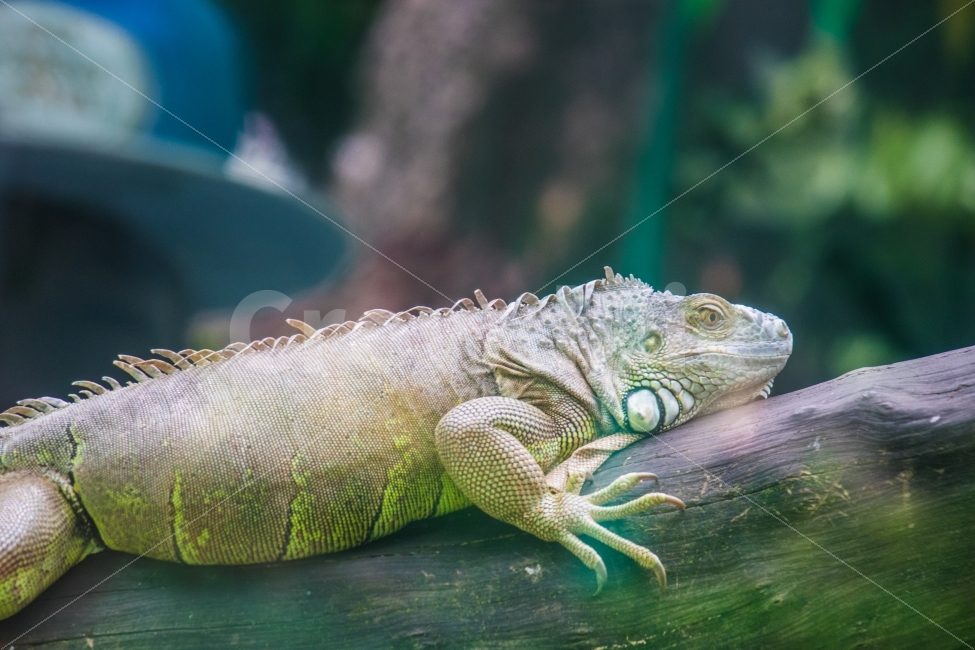 베트남,호치민,동물원,카멜레온,80D,도마뱀,Chameleon,동물,animal,파충류,양서류,reptile,amphibian