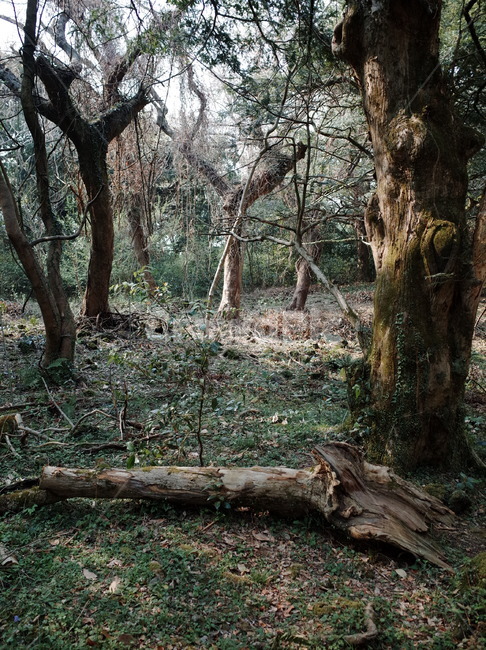 나무,식물,숲,자연,나뭇가지,나뭇잎,풍경,힐링,신선함,상쾌함,배경,plants,tree,trees,wood,forest,nature,feeling,정화,초록,green