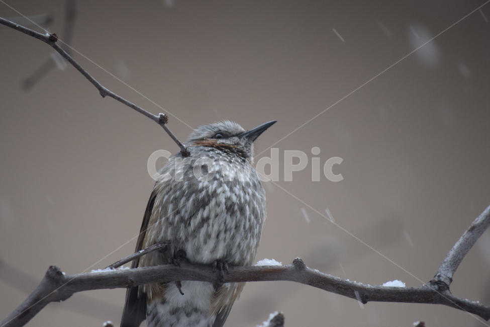 새,동물,겨울,눈,조류,겨울,계절,winter,season,동물,animal,조류,새,birds
