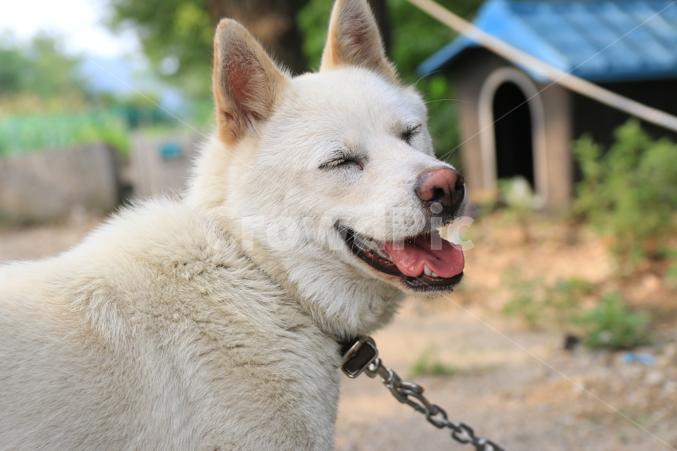 진돗개,웃음,개,행복,즐거움,강아지,멍멍이,동물,animal,포유류,mammal,개,강아지,dog,doggy