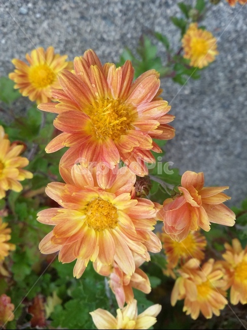 꽃,flower,식물,plant,자연,꽃잎,식물,자연,plants,nature,꽃,flower