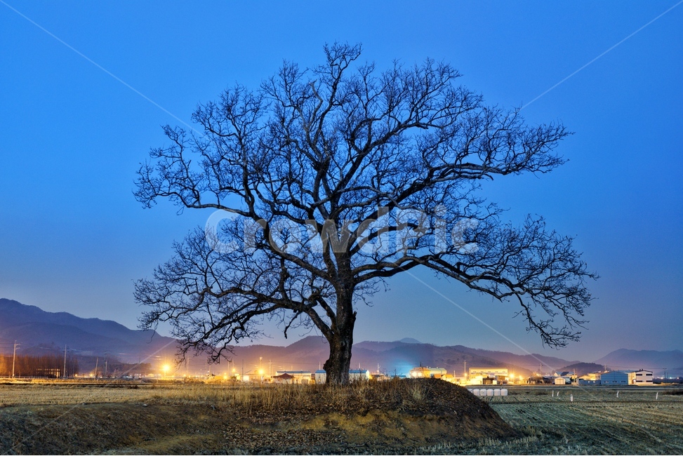 나무,야경,풍경,왕따나무,시골,시골,마을,풍경,landscape,country,rural,town,식물,자연,plants,nature,나무,trees,wood