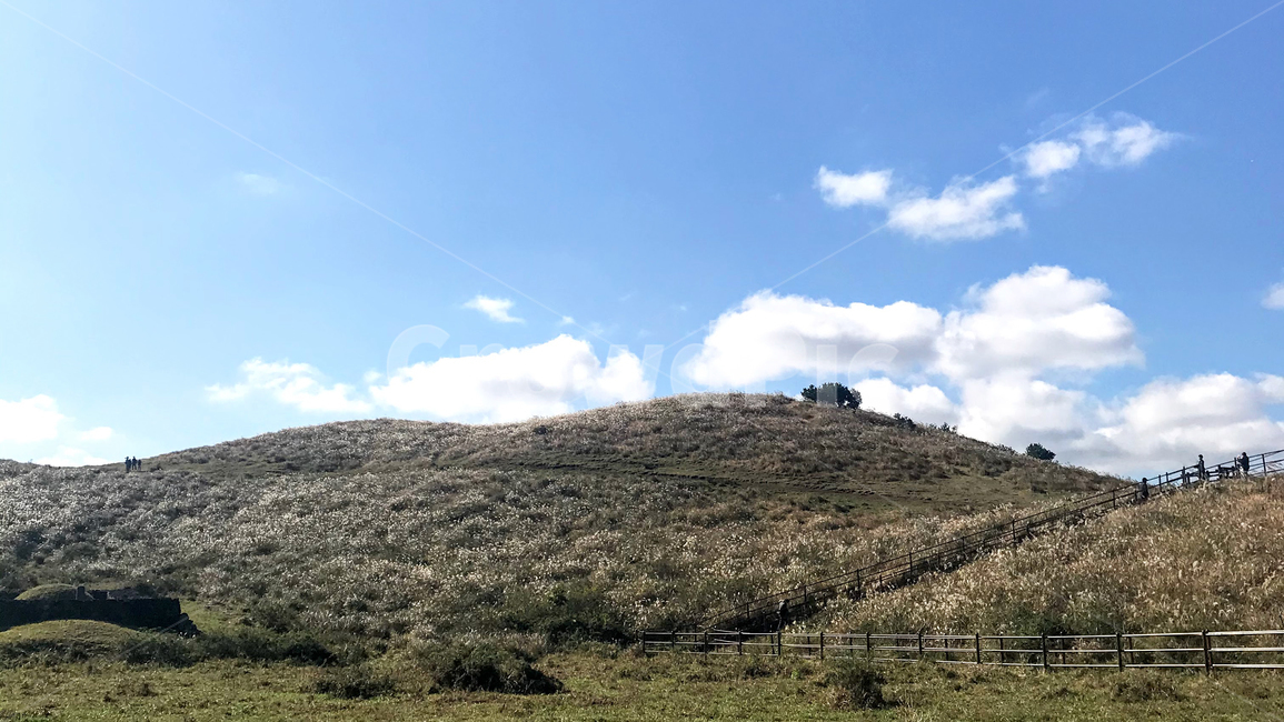 용눈이오름,nature,자연,outdoors,옥외,countryside,hill,언덕,silvergrass,flamegrass,제주,제주도,jeju,자연,풍경,nature,landscape