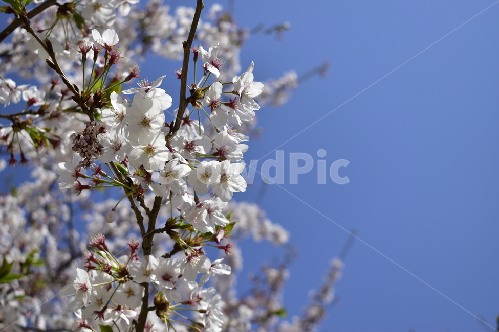 봄,벚꽃,벚꽃나무,꽃,개화,봄,계절,spring,season,식물,자연,plants,nature,꽃,flower,plant,blossom